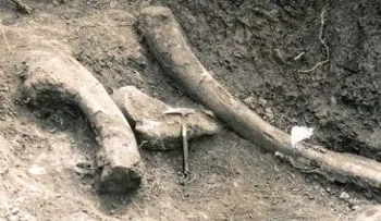 Descubren un colmillo de stegodon de 1,1 millones de años en Pakistán