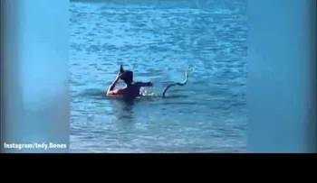 Un hombre juega con su serpiente mientras se toma una cerveza (Video)