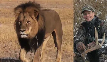 Zimbabwe no presentará cargos contra el cazador del león 'Cecil'