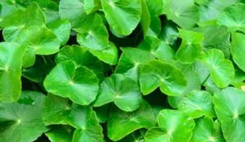 ¡Poderoso oxigenante cerebral!; preparación