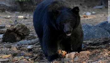 Un "crujido" lo despertó: un oso le estaba mordiendo la cabeza