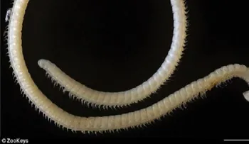 Descubren nueva especie con cuatro penes