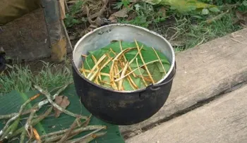 Un té amazónico fomenta la formación de nuevas neuronas