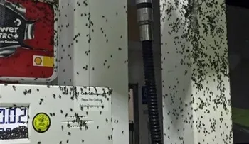 Insectos invaden casas y vehículos en California    