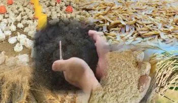 Productor advierte que importación de arroz afectaría cadena de subproductos agropecuarios