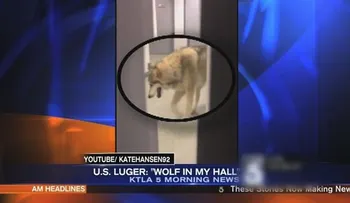 El video viral del lobo en el pasillo de la villa olímpica de Sochi era un montaje  