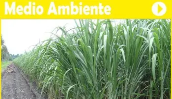 La planta diente de león tiene efectos diuréticos tan efectivos, harían que te orine en la cama