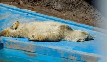 Controversia en Argentina por muerte de Arturo, el último oso polar del país