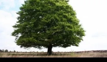 Video: Maravillosas propiedades y beneficios del aceite de arbol de te