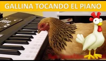 Una gallina que toca el piano de manera asombrosa 