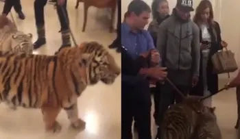 El tenso momento que protagonizó Floyd Mayweather junto a dos tigres en un hotel de Moscú