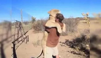 Una enorme leona se lanza hacia un hombre indefenso... para darle un abrazo