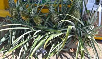 Feria de la Piña Cevicos 2015 deliciosa experiencia en Cotuí.