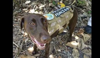 Un perro llamado 'Gatillo' pisó un arma y le disparó a su dueña