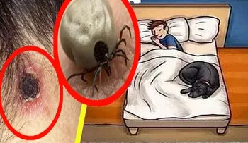 Debe conocer los posibles peligros de dormir junto a su mascota
