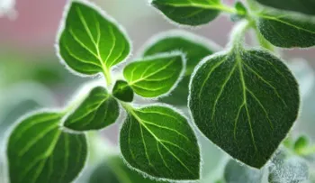 Descubre porqué el OREGANO es la Hierba más poderosa, y nunca más debe faltar en tu dieta