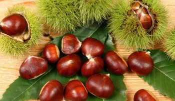 4 propiedades saludables de las castañas