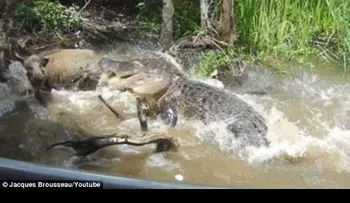 Fuertes imágenes: Turistas dejan a un jabalí a merced de un cocodrilo atrayéndolo con comida