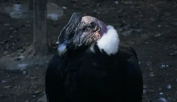 Los guardianes de los cóndores en Argentina: el trabajo que ha logrado rescatar a más de 500 aves