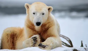 ¿Qué mató al oso polar Knut? Ahora sabemos