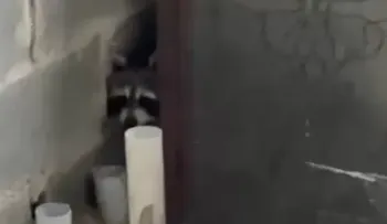 Devuelven Mapache al Zoológico Nacional