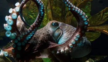 ¡Pulpo a la fuga! Mira cómo 'Inky' logra escaparse de un acuario
