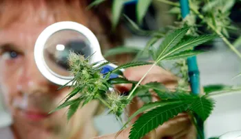 La marihuana medicinal podría ayudar en el tratamiento del Alzheimer