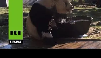 Un panda disfruta de un baño de espuma (VIDEO)