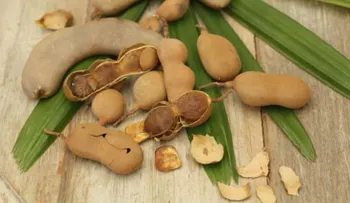 El tamarindo y sus beneficios para la salud; como consumirlo