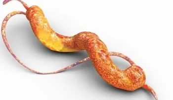 La infección por Campylobacter: Una de las principales causas de diarrea en el mundo (VIDEO)