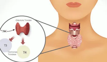 La guía completa de tus hormonas tiroideas ¿Qué es la T3 y T4?