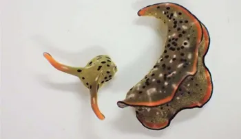 Descubren unas babosas marinas que regeneran un cuerpo completo con corazón y órganos internos