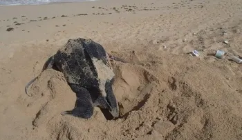 Liberan más de 15 mil neonatos de tortugas tinglar y carey en playas del país