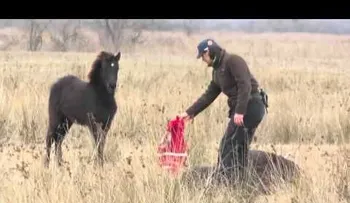 Este caballo fue encadenado, pero observa su reacción con la persona que lo salvó