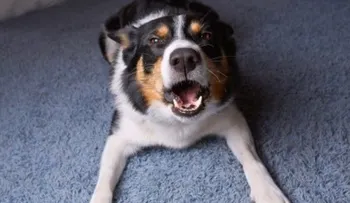 Los perros rechazan a quienes desairan a sus dueños