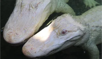 Una rara pareja de caimanes albinos espera descendencia en Florida