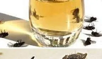 Liga media taza de vinagre, con aceite y champú para eliminar cucarachas, moscas y mosquitos 