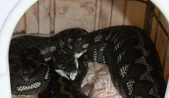 Pitón se come a un perro con todo y cadena