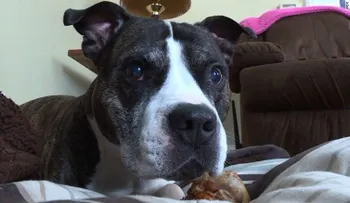 Pitbull de tres patas ayuda a detener un robo a mano armada