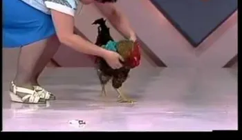 Se recuerdan del gallo que baila como Michale Jackson
