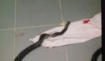 Serpiente aparecida en quirófano, crea pánico en hospital Vinicio Calventi