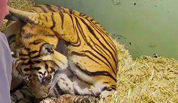 Una mamá tigre estaba dando a luzâ?¦ ¡Estoy Atónito! 