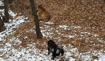 Una valiente cabra pone en su sitio a un tigre siberiano en un parque zoológico en Rusia (VIDEO)