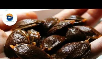 Prohíben la vitamina B17 porque cura el cáncer