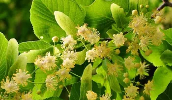 ¡Te sorprenderás con los maravillosos beneficios del té de tilo!