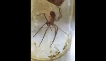 Solo verlo para crerlo: Una araña se venda una pata rota con su propia seda