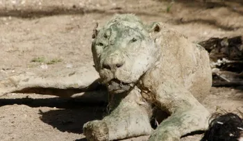 Cuando ellos regresaron al zoo, descubrieron un cuadro terrible: 250 momiasâ?¦