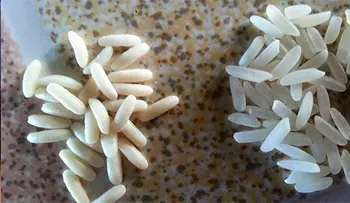 No dejes que te engañen!!. Te quieren estafar vendiéndote arroz plástico 
