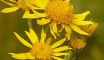 La árnica es analgésica, antiinflamatoria, antibacteriana y tiene otros beneficios: Entérate 