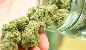  La Comisión Europea estudia posibilidad de legalizar el cannabis para fines terapéuticos 